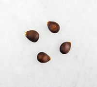 Kgl. Kortstilk æblekerner